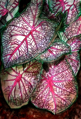 caladiums tropical plant painting
