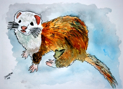 ferret painting