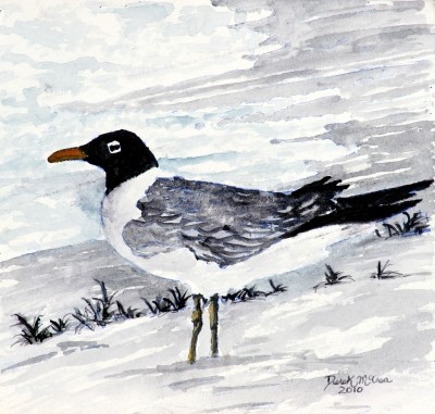 sea gull paintings