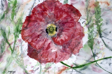 poppy flower painting